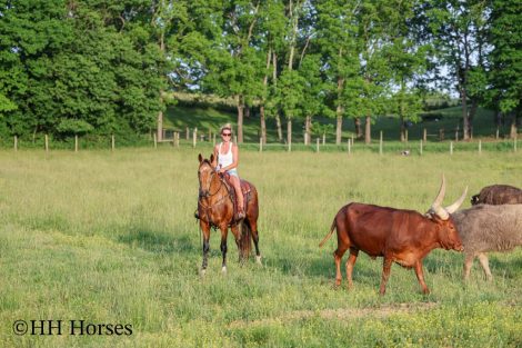 HorseID: 2247456 Rowdys Katmandu - PhotoID: 1045882