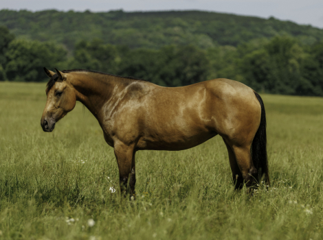 HorseID: 2247457 Jackson - PhotoID: 1045874