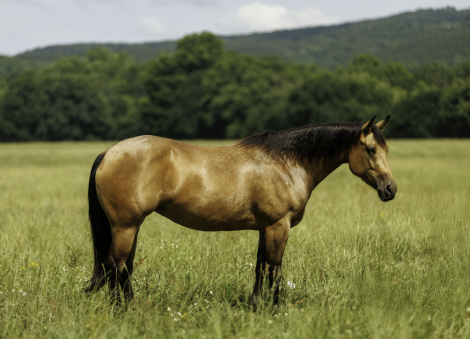 HorseID: 2247457 Jackson - PhotoID: 1045875