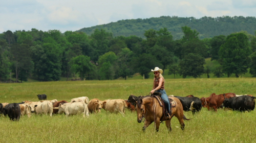 HorseID: 2247457 Jackson - PhotoID: 1063944