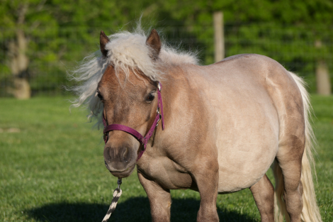 HorseID: 2249906 Bubbles - PhotoID: 1033499