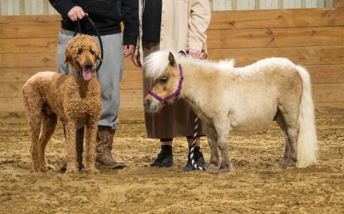 HorseID: 2249906 Bubbles - PhotoID: 1049438