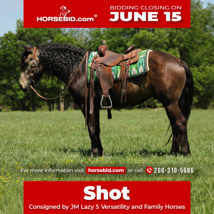 HorseID: 2249907 Shot - PhotoID: 1045908