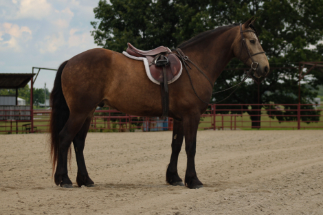 HorseID: 2249907 Shot - PhotoID: 1045909