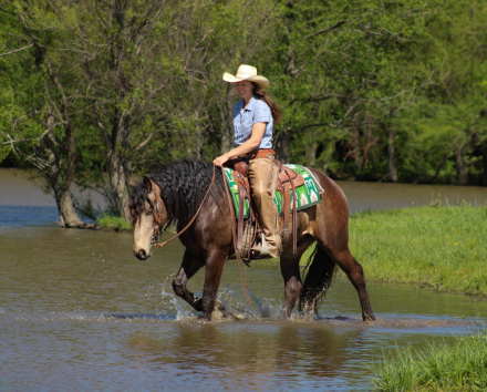 HorseID: 2249907 Shot - PhotoID: 1081215