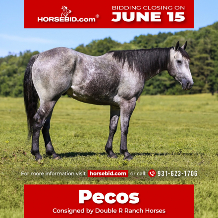 HorseID: 2249908 BBR DUAL SNITCH - PhotoID: 1028770