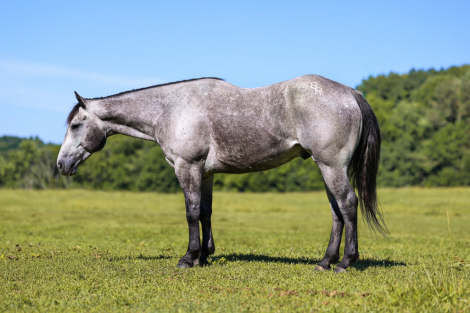 HorseID: 2249908 BBR DUAL SNITCH - PhotoID: 1045877