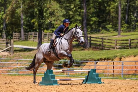 HorseID: 2249908 BBR DUAL SNITCH - PhotoID: 1077838