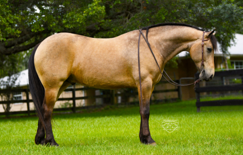 HorseID: 2249911 Johnny Cash - PhotoID: 1089897