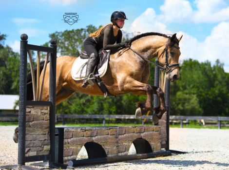 HorseID: 2249911 Johnny Cash - PhotoID: 1089898