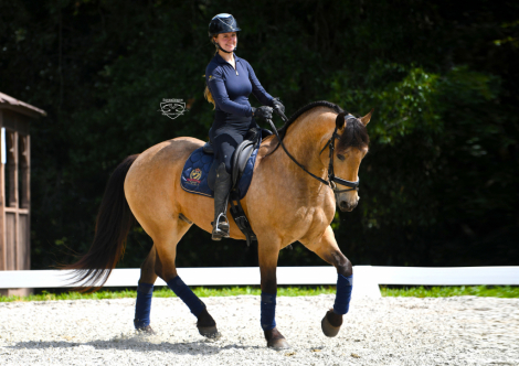 HorseID: 2249911 Johnny Cash - PhotoID: 1089899