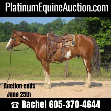 Chex Rk, Chestnut AQHA Quarter Horse Gelding, Fancy Overo Ranch Trail ...