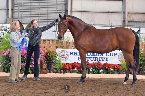HorseID: 2252137 ATMF Starburst - PhotoID: 1100973