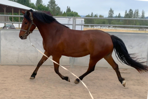 HorseID: 2252137 ATMF Starburst - PhotoID: 1100974