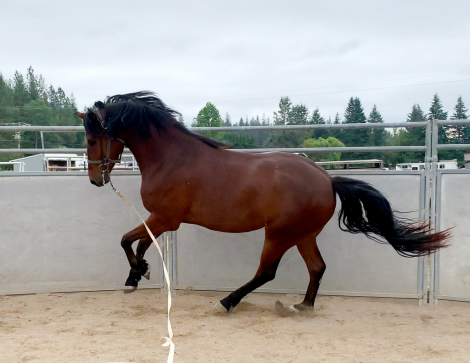 HorseID: 2252137 ATMF Starburst - PhotoID: 1100975