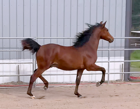 HorseID: 2252137 ATMF Starburst - PhotoID: 1100976