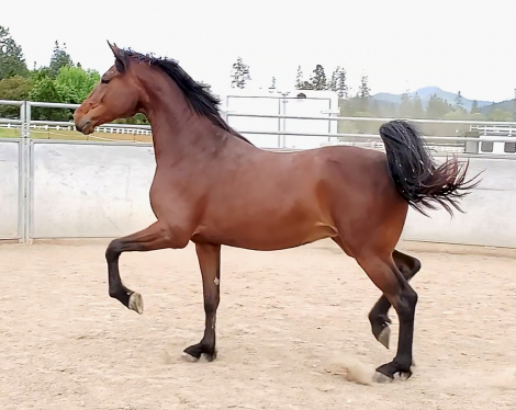 HorseID: 2252445 ATMF Private Dancer - PhotoID: 1100964