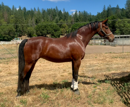 HorseID: 2252445 ATMF Private Dancer - PhotoID: 1100965