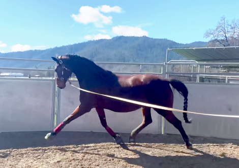 HorseID: 2252445 ATMF Private Dancer - PhotoID: 1100966