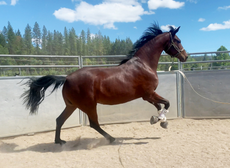 HorseID: 2252445 ATMF Private Dancer - PhotoID: 1100967