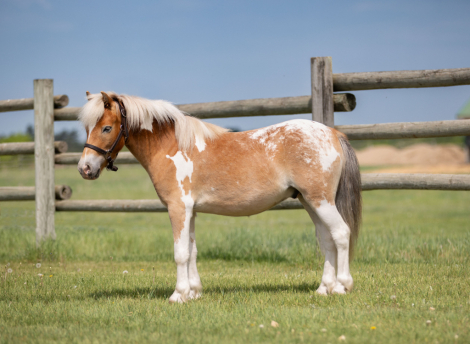 HorseID: 2253891 Fez - PhotoID: 1036051