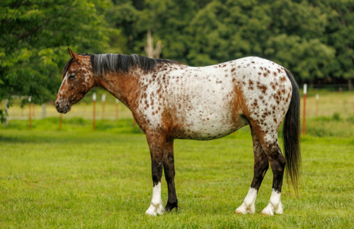 HorseID: 2253893 TIZ HOLLYWOOD LEO NA - PhotoID: 1045915