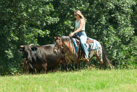 HorseID: 2253893 TIZ HOLLYWOOD LEO NA - PhotoID: 1045917