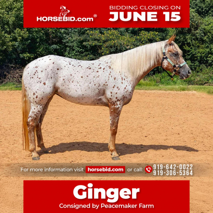 HorseID: 2253894 Santee Ginger - PhotoID: 1042229