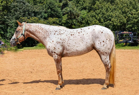 HorseID: 2253894 Santee Ginger - PhotoID: 1042230