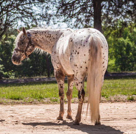 HorseID: 2253894 Santee Ginger - PhotoID: 1042231