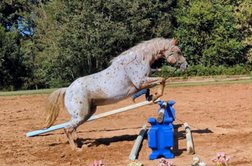 HorseID: 2253894 Santee Ginger - PhotoID: 1042232