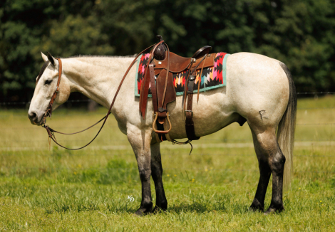 HorseID: 2253895 Modelo - PhotoID: 1045912