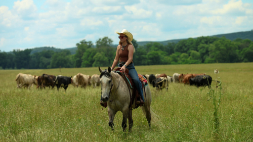 HorseID: 2253895 Modelo - PhotoID: 1045913