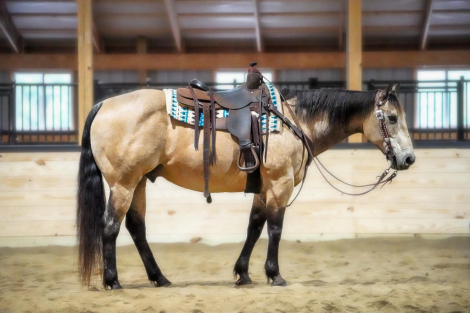 HorseID: 2260686 Brisket - PhotoID: 1087043