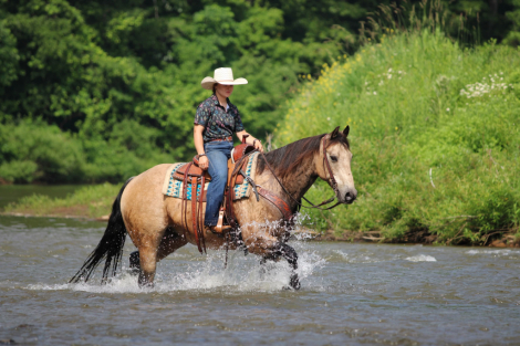 HorseID: 2260686 Brisket - PhotoID: 1087044