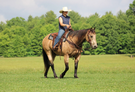 HorseID: 2260686 Brisket - PhotoID: 1087045