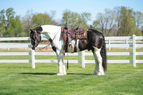 HorseID: 2260687 Jasper - PhotoID: 1045918