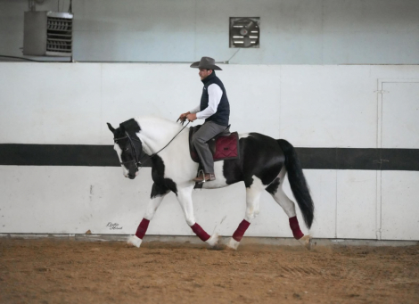 HorseID: 2260687 Jasper - PhotoID: 1045920