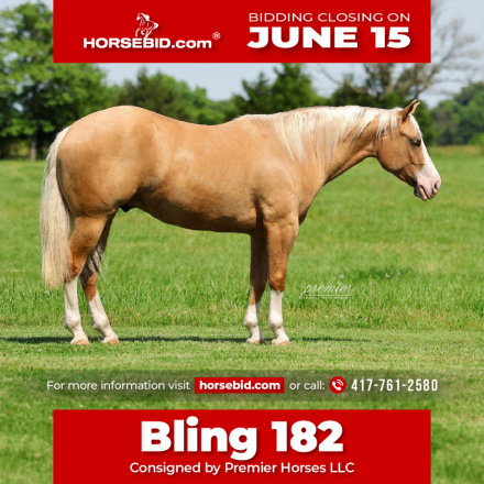 HorseID: 2261706 Bling 182 - PhotoID: 1029645