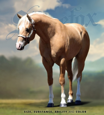 HorseID: 2262176 16h Palomino Stallion w/Chrome Dressge/Jumping/WE - PhotoID: 1048104