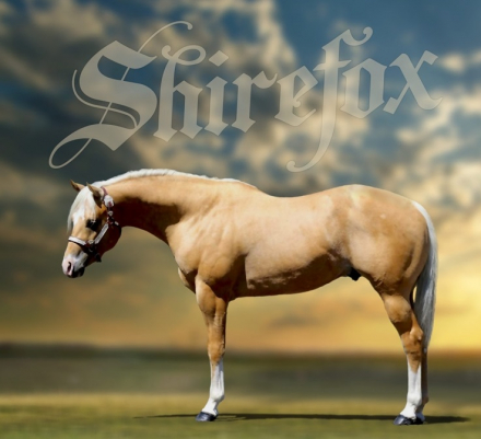 HorseID: 2262176 16h Palomino Stallion w/Chrome Dressge/Jumping/WE - PhotoID: 1048105