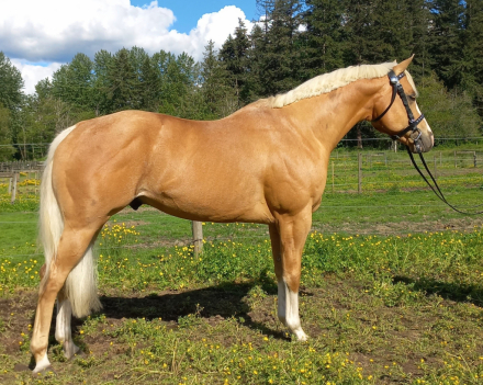 HorseID: 2262176 16h Palomino Stallion w/Chrome Dressge/Jumping/WE - PhotoID: 1048106