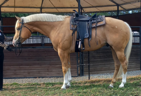 HorseID: 2262176 16h Palomino Stallion w/Chrome Dressge/Jumping/WE - PhotoID: 1048107