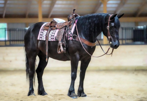 HorseID: 2262623 Bluey - PhotoID: 1036987