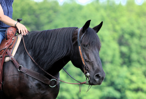 HorseID: 2262623 Bluey - PhotoID: 1036988
