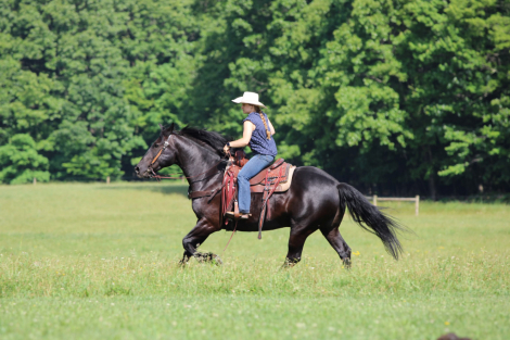 HorseID: 2262623 Bluey - PhotoID: 1054923