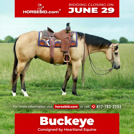 HorseID: 2262624 Knutsens Pour Me - PhotoID: 1031019