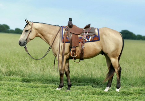 HorseID: 2262624 Knutsens Pour Me - PhotoID: 1032128