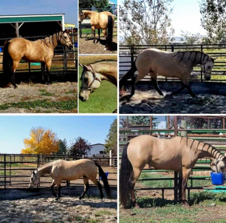 HorseID: 2264717 KDS Rose Gold Gunner /  Gunner filly! - PhotoID: 1077757