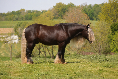 HorseID: 2265021 WBF, The Boss’s Sterling Armor - PhotoID: 1034261